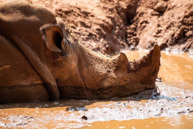 The close up rhino in mud