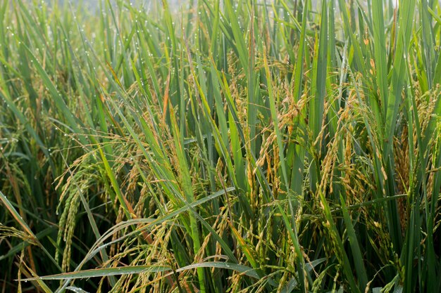 Close up of rice in the field with drops of morning dew. Green atmosphere in the rice fields.