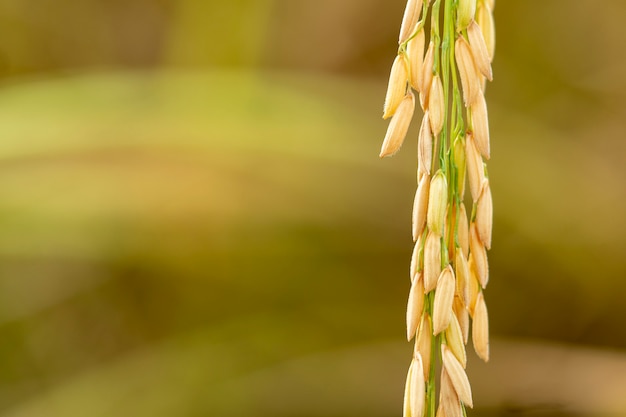 The close-up rice paddy of Thai farmers is ready to harvest.