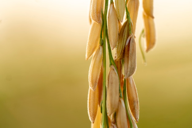 The close-up rice paddy of Thai farmers is ready to harvest.