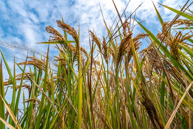 Close up of rice seeds in rice fields Beautiful golden rice fields