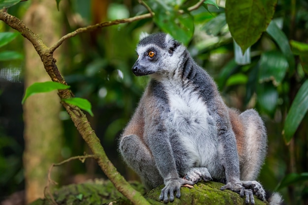 Close up Ring-tailed Lemur