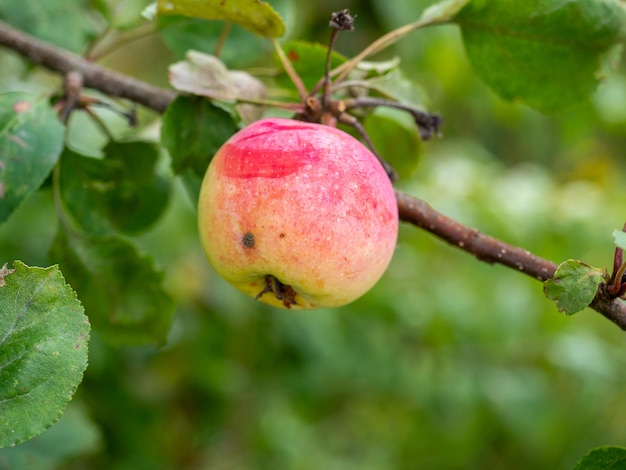 Close-up of a ripe apple of the strefel variety on a branch. Autumn harvest