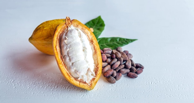 Close-up of ripe fresh slide cocoa pods half in cut cocoa fruit and dry brown cocoa beans