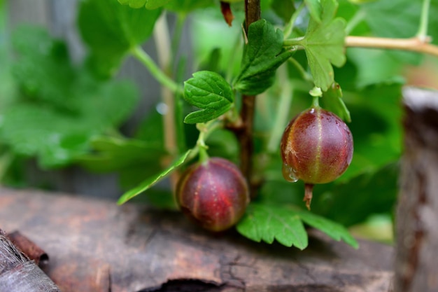 A close up of ripe gooseberry with green leaves on a plant isolated closeup