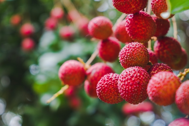 Close up ripe lychee fruits on tree in the plantation,Thailand