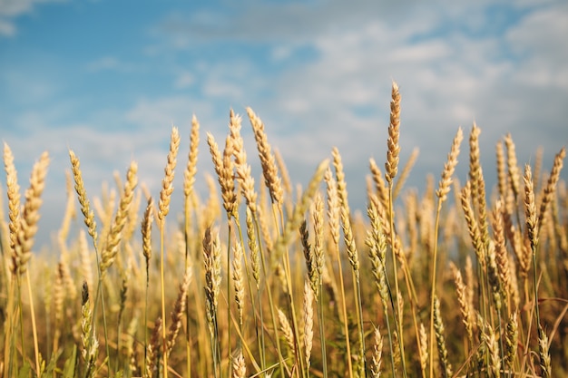 Close up of ripe wheat ears. Selective focus.