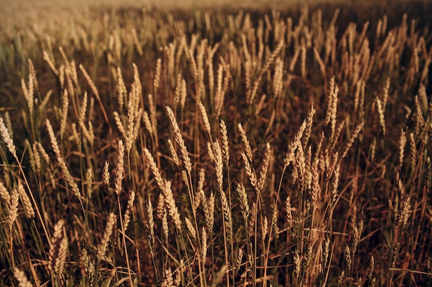 Close up of ripe wheat ears. Selective focus.