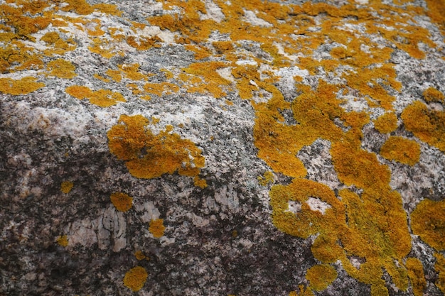 a close up of a rock with yellow lichen on it