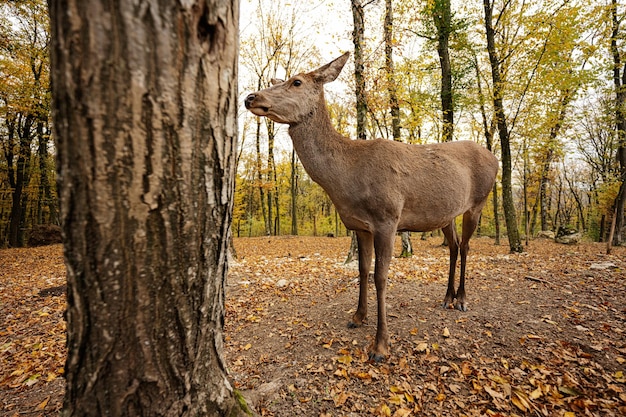 Close up of roe deer in autumn forest near tree