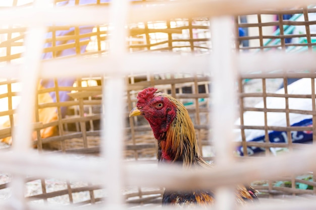 Photo close-up of rooster in cage