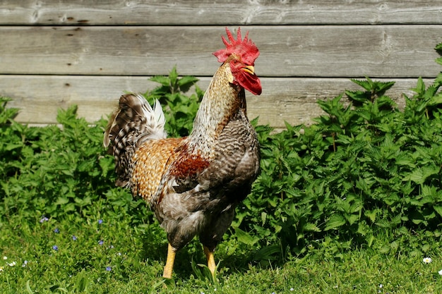 Photo close-up of rooster on farm