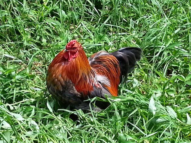 Photo close-up of rooster on grassy field