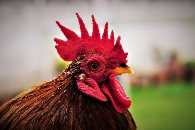 Close-up of rooster