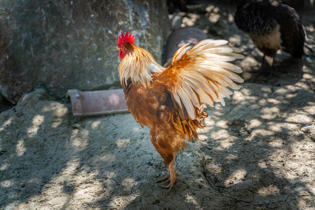 Photo close-up of a rooster