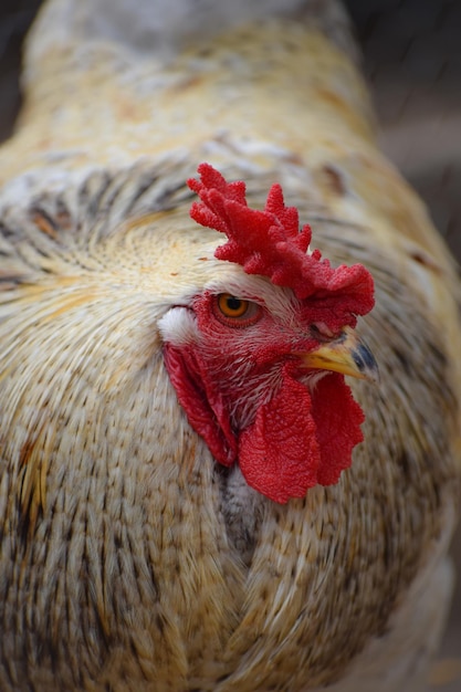 Photo close-up of rooster