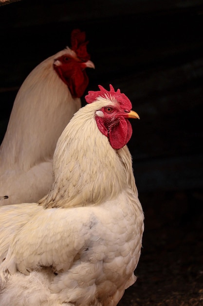 Close-up of rooster