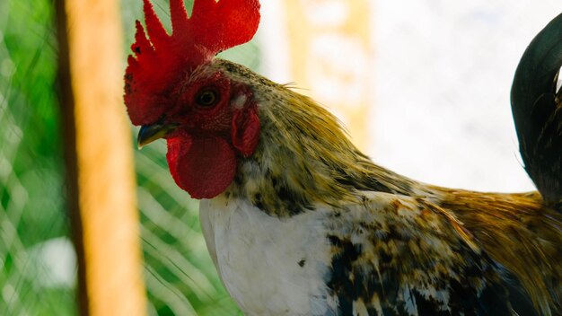 Photo close-up of rooster