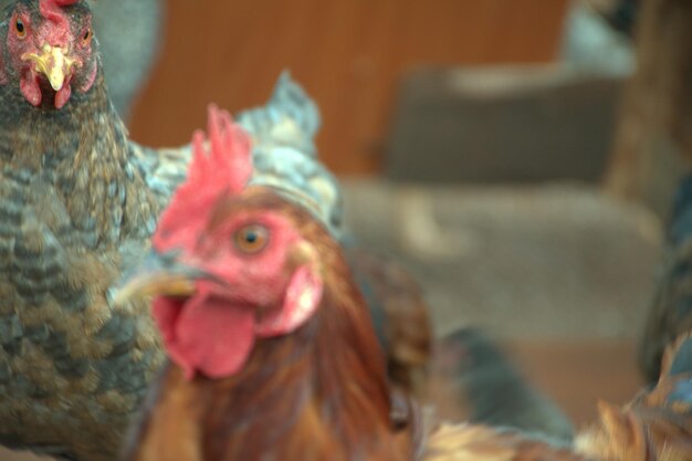 Photo close-up of rooster