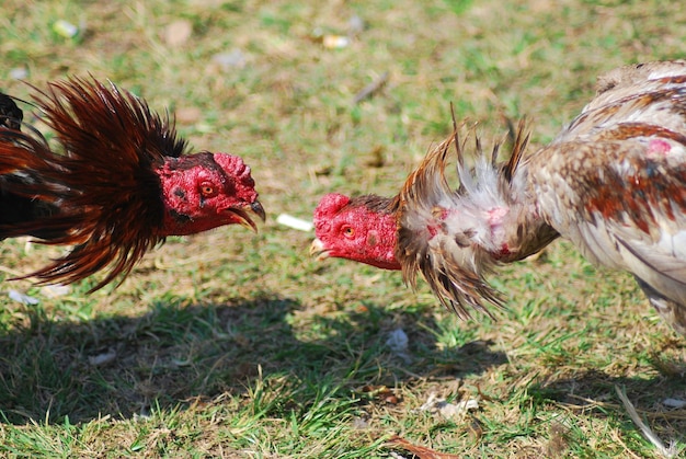 Photo close-up of roosters