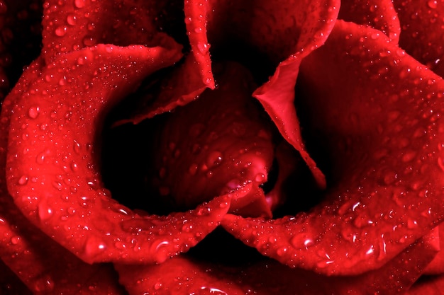 close up of a rose blossom