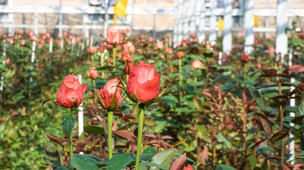 Photo close-up of a rose on a blurred floral background in a greenhouse