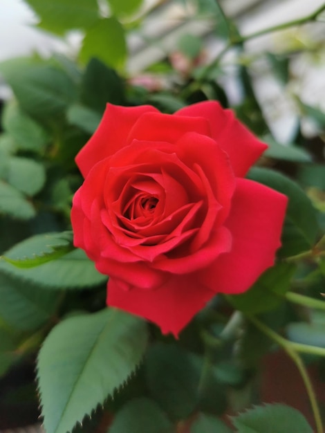 Photo close-up of rose bouquet