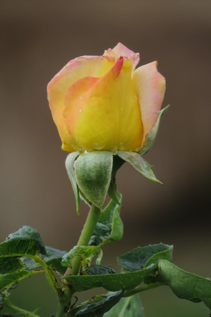 Photo close-up of rose bud