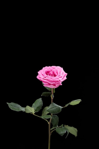 Close up on rose flower details