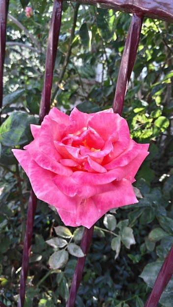 Close-up of rose growing on plant at field