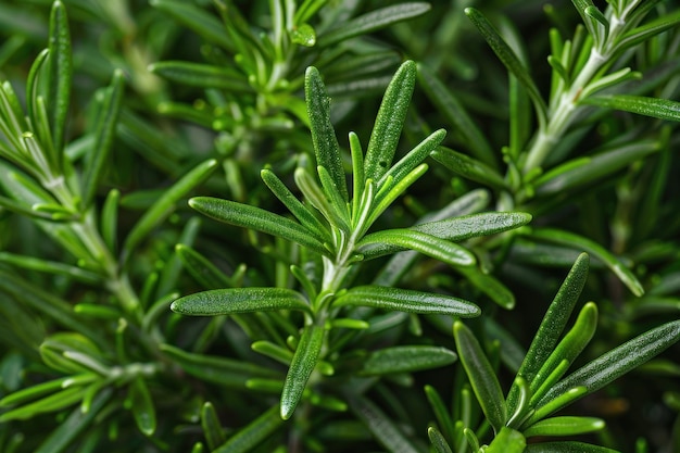 Photo close up rosemary herb background