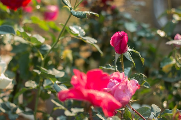 Close up of roses flower on branch