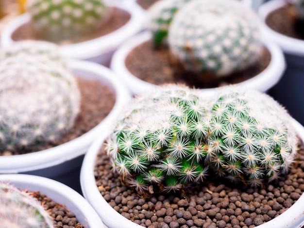 Close-up round shape of green cactus with white spines in white circle plastic pots that breed in the cactus farm.