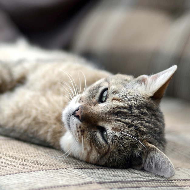 Close up of a sad and lazy tabby cat napping on the couch outdoors in evening