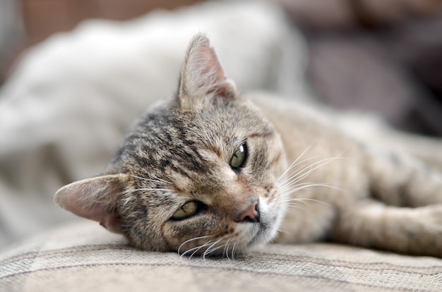 Close up of a sad and lazy tabby cat napping on the couch outdoors in evening