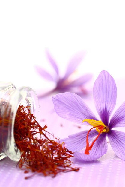 Close up of saffron flower and dried saffron spice