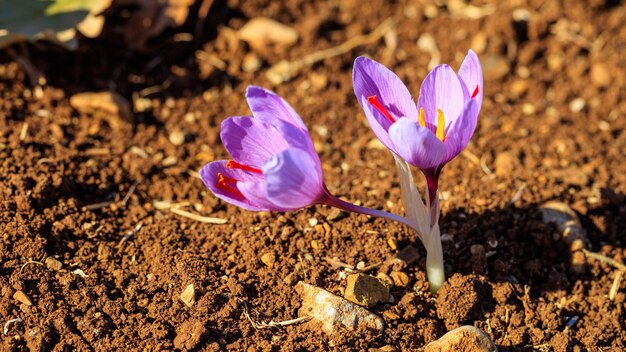 Close up of saffron flowers in a field at autumn