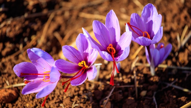 Close up of saffron flowers in a field at autumn