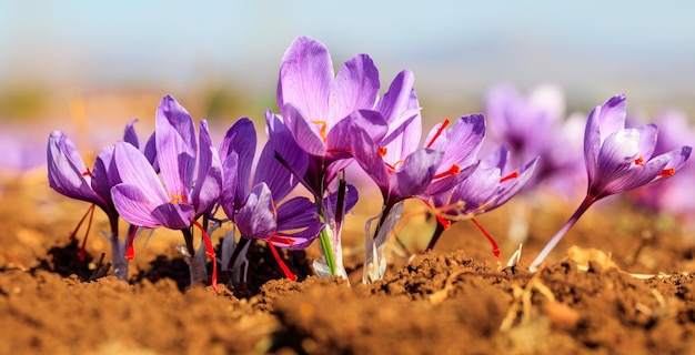 Close up of saffron flowers in a field at autumn