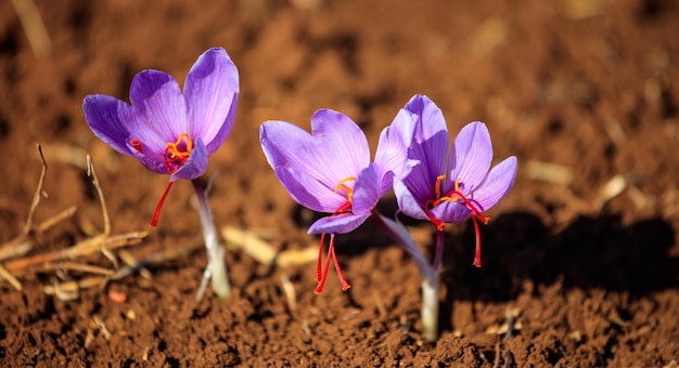 Close up of saffron flowers in a field at autumn