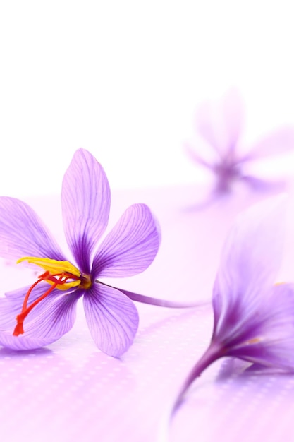 Close up of saffron flowers