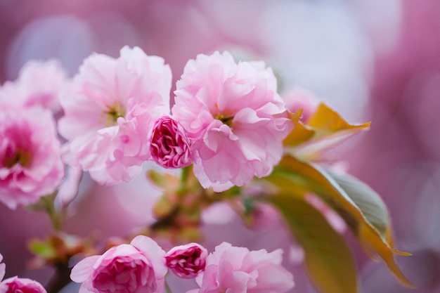 Close up of sakura beautiful pink flowers