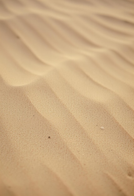 a close up of a sand dune with a few small birds on it