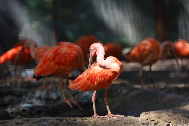 Close up the scarlet ibis is beautiful bird