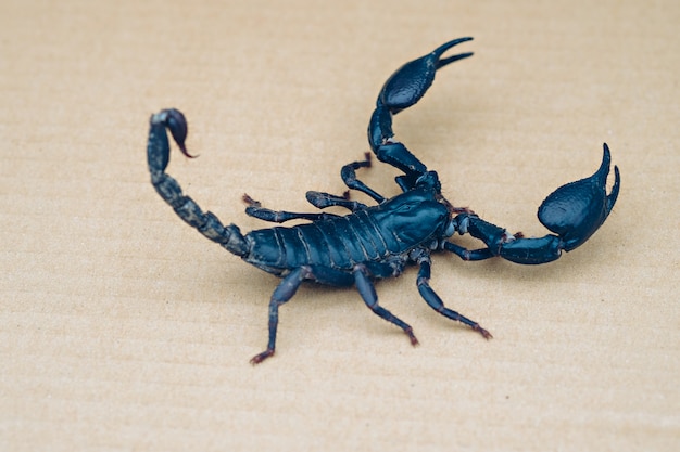 Close up scorpion on isolated background with copy space