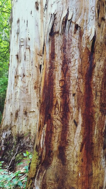 Close-up of scribbling on tree trunk in forest