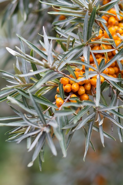 Close-up sea buckthorn berries on a branch with leaves in blurred background. Shallow depth of field.