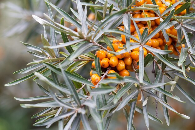 Close-up sea buckthorn berries on a branch with leaves in blurred background.