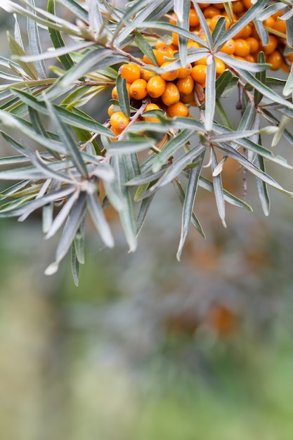 Close-up sea buckthorn berries on a branch with leaves in blurred background.