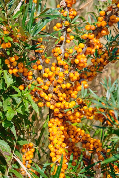 Close up of a sea buckthorn branch with ripe orange berries